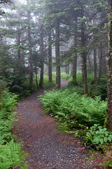 Nature trail in forest