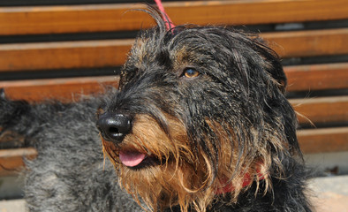 Terrier