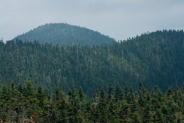 Forest covered mountains