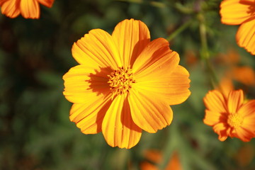 黄色いジニアの花