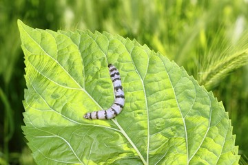 silkworm ringed silk worm on mulberry green leaf