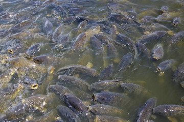 Millions of Fish