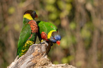Rainbow Lorikeet