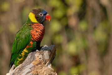 Rainbow Lorikeet