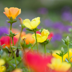 Naklejka premium Colorful low, ground covering flowers.