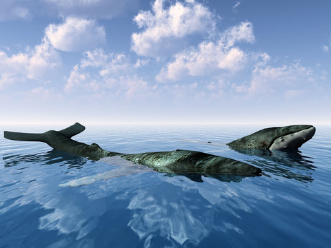 baleines en surface