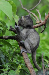 Vervet monkey (Cercopithecus aethiops) at lake Nakuru, Kenya