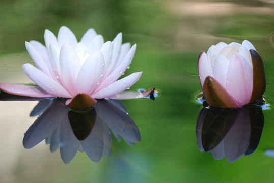 ninfea fiori 291