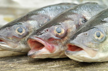 Seabass on the wooden background