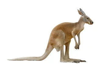 Fotobehang Kangoeroe kangoeroe