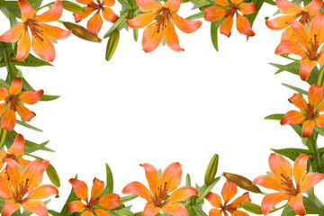 orange lily frame