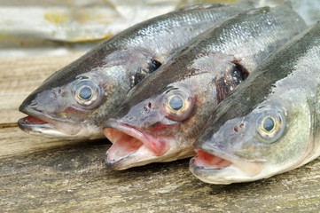 Seabass on the wooden background