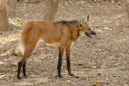 Maned Wolf