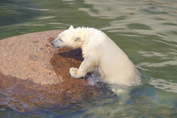Polar bear struggles for his life