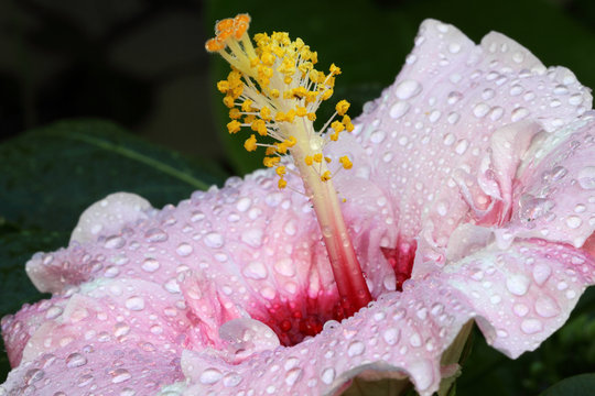 Fototapeta fleur hibiscus rose pastel