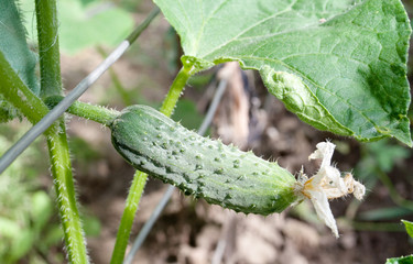 cucumbers