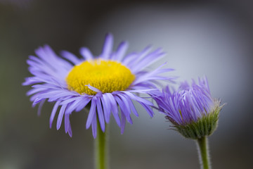 Kahles Berufkraut - Erigeron glabratus