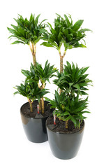 Fototapeta premium Dracaena plant isolated on the white background