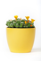 Kaktus mit Blüte