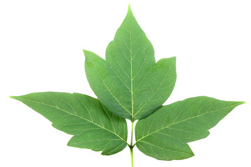 Fototapeta na wymiar One green leaf