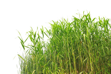 Close-up view of reed along the water's edge .