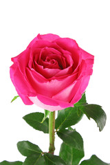 Beautiful pink rose on white background