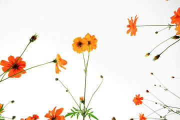 orange daisies in grass field with white background