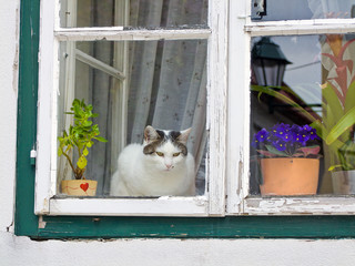 Katze sitzt an einem Fenster