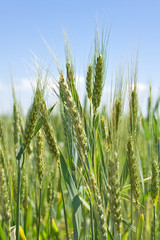 green grain ready for harvest growing in a farm field