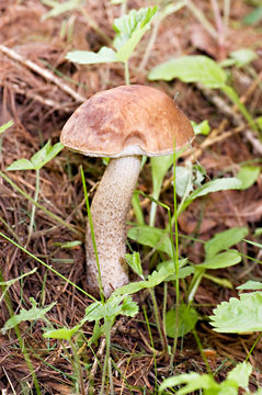 Birch mushroom in wood