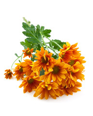 Chrysanthemums flower, goldon daisy over white background