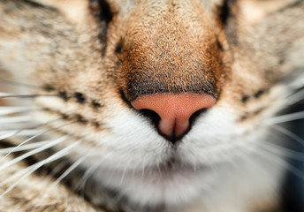 bout du nez d'un chat tigré