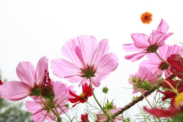 Wall murals Daisies pink daisies in grass field with white background