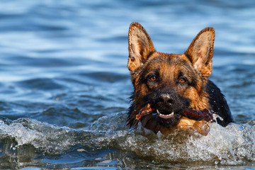 German Shepherd in the water
