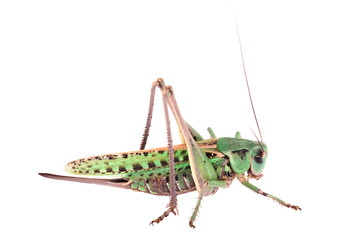 Colorful locust isolated on white background