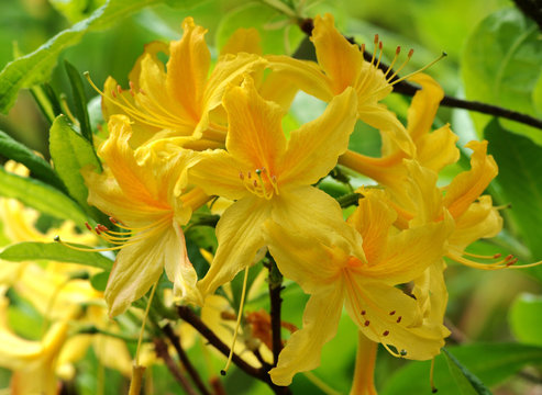 Gelbe Blüten