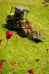 Kieler Woche, Spiellinie