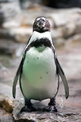 Poster humboldt penguin © Jiri Hera