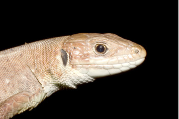 common lizard portrait isolated on black
