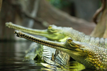 Obraz premium gharial