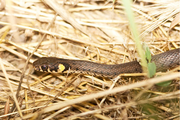 Grassy snake closeup against dry leaves background