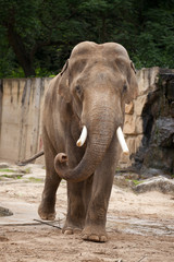 Fototapeta premium elephant
