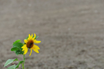 Sonnenblume