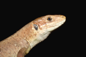 common lizard portrait isolated on black