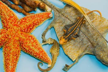 dry sea  animal as madicine