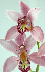 Obraz na płótnie Canvas tropikalny kwiat orchidei