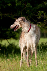 elegant russian borzoi wolfhound