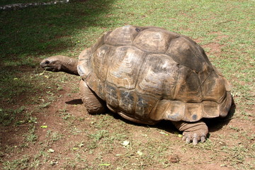 Obraz premium Tortue à Rodrigues