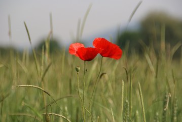 Rote Mohnblumen im Feld