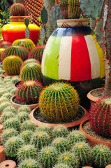 Kakteen mit farbiger Terracotta Vase